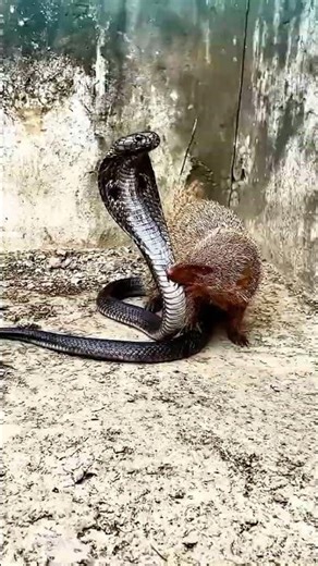 The Anatomy of an Attack! 🦡 Mongoose Strikes the Target! #Shorts