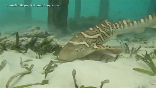 Seattle Aquarium helps reintroduce baby zebra sharks into ocean