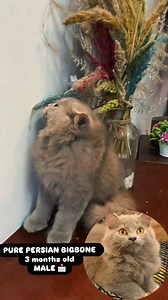 Angelica Untalan on Reels