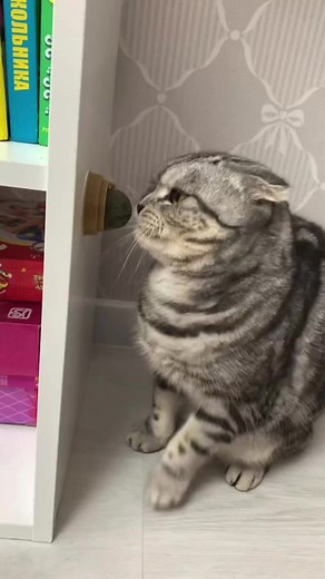 Understanding Catnip Reactions in Cats