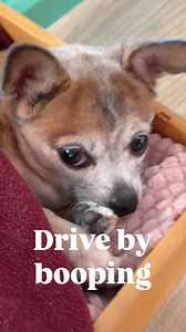 Can’t resist that snoot 👉🏻🐶 | Muttville Senior Dog Rescue