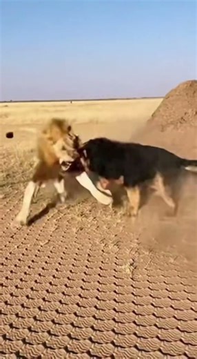 Tibetan Mastiff DEFEATS Young Lion - SAVES Puppy 🔥 #viral