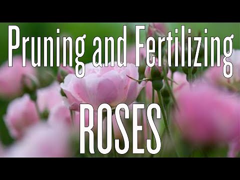 Pruning and Fertilizing Roses