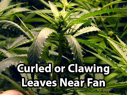 How to Identify Cannabis Wind Burn (Clawed Leaves) & Prevention