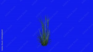 Fountain grass growth Ornamental grass, plants, plant Stem, grass, flower isolated blue screen effects