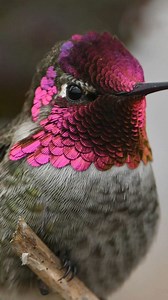 9.5K views · 956 reactions | Male Anna's Hummingbird from this mornings outing looking for wildlife Nikon Z9 • Nikon 500 F4 FL/E Thanks for looking www.abucciphotography.com | A Bucci Photography | Facebook