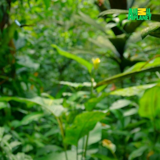 2.9M views · 3.2K shares | Talk about a glow up! ✨ | Animal Planet | Facebook