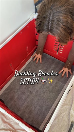 @simplychickensofficial on Instagram: "Setting up my duckling brooder because my Call Ducklings are on the way! 🤩🦆✨ #ducklings #ducks #brooder #chickensofinstagram #farmlife #homestead #reels"