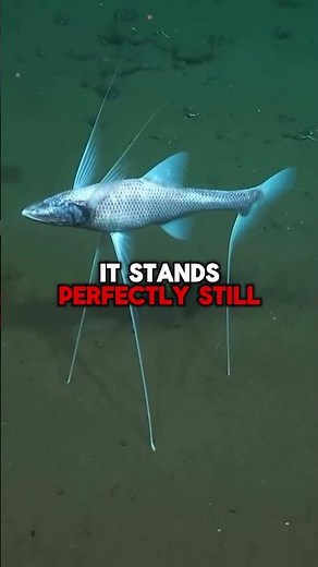 Tripod Fish: The Deep Sea Fish That Stands on the Ocean Floor 😱
