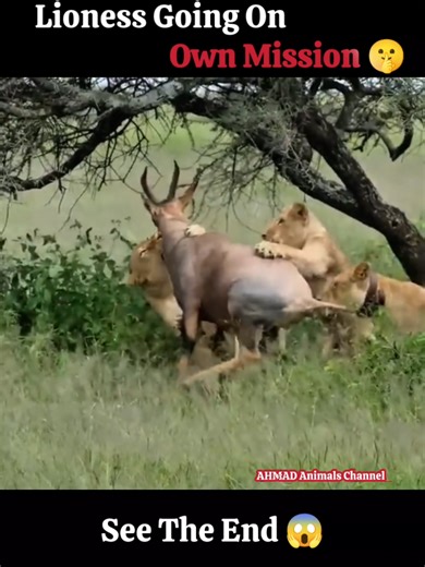 #wildlife #animalworld #viraltiktok #foryoupage #viralvideos @Latest Sightings @Animal Planet @animalsdoingthings @National Geographic TV