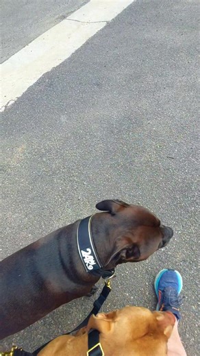 First time using our Konnect Coupler Leash from 24K9 and I'm impressed. It's adjustable and also has swivel action happening so we don't get tangled giddy up. Use code Oreothestaffy11 at checkout #oreothestaffy11 #maximusthestaffy #dogsaretherapy #dogtrainingfun #dog #amstaff #dogtraining #dogsofinstagram #doglover | Oreothestaffy11