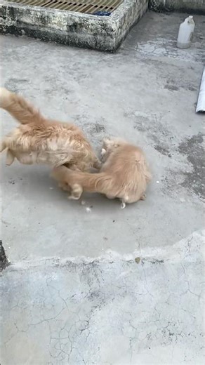 Cat Fight Viral Meows 😾💥 Trending Now!