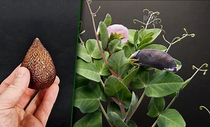 Snake Fruit & Purple Pea