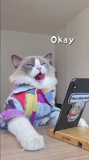 CAT COOKING FOOD |Cat Cooking Show 😻 |Dessert Recipe | Easy & Delicious Sweet Dish | top cat cooking