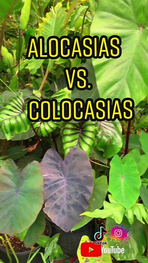 Alocasias vs. Colocasias: Understanding the Key Differences