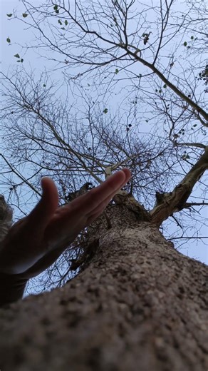 Deep Relaxing Tree Massage ASMR