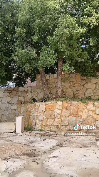 Benefits of Oak Trees - All You Need to Know