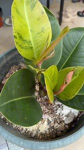 822K views · 10K reactions | Full guide video, propagate cutting rubber plant #rubberplant #propagating #rubbertree #propagation #technique | Jayson Gaylan | Facebook