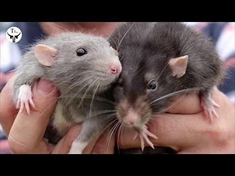5 Tipos De Ratas Que No Creeras Que Existen