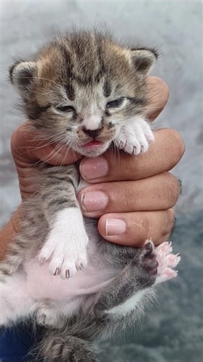 cute memo baby 🐈 #animation #cat #viralvideo #kitten #memo #pet #cute