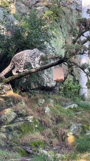 Snow Leopard Enrichment