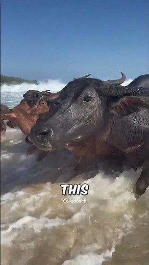 The 2,600-Pound Water Buffalo That Swims Better Than You 🐃🌊