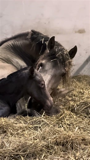 Lazuli et Qasharelle Selenides #rockymountainhorse #champagne #birth #first #foal #chevalpassion