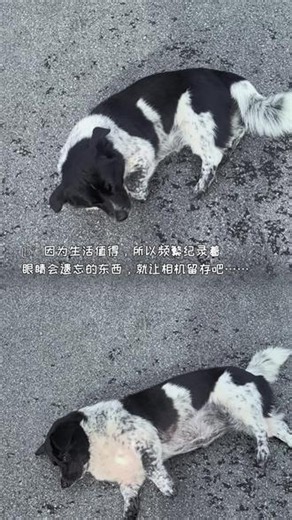 一会不见我 表演翻滚给我看🤣