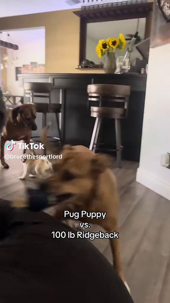 Funny Pugs Compilation: Cutest Dog Moments