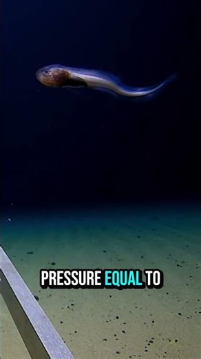 THIS IS A MARIANA SNAILFISH #facts #animals #wildlife #sea #ocean #marianasnailfish #didyouknow