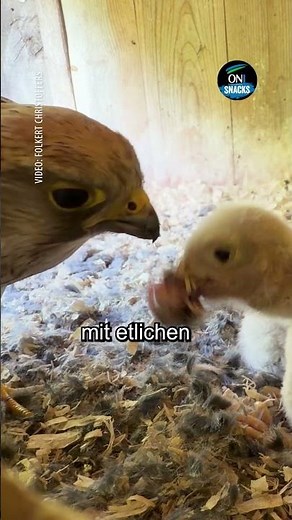 Middels: Falcons and owls nesting in school attic