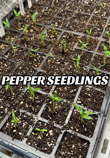 Your peppers germinated! What now?🌱 Next steps: Humidity dome off - too much trapped moisture invites fungal disease and dampening off. Fan on - gentle airflow keeps mold away and helps build stronger stems. Heat mat off - once they’ve sprouted, they don’t need the extra bottom heat. From here on out: bottom water only. Keep the soil surface dry and encourage deeper roots. Small shifts for Strong seedlings. #GrowWithMe #GrowYourOwn #SeedStarting #GardenTok #Zone6a
