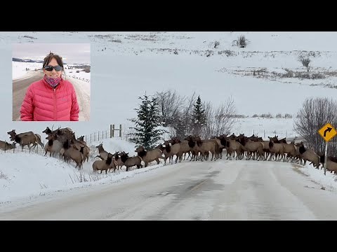 Woman who filmed breathtaking elk herd calls it 'once in a lifetime experience'