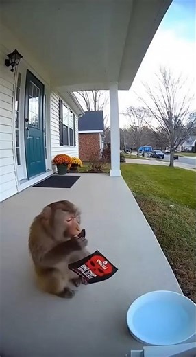 Monkey vs One Chip Challenge 🔥 Extreme Reaction!