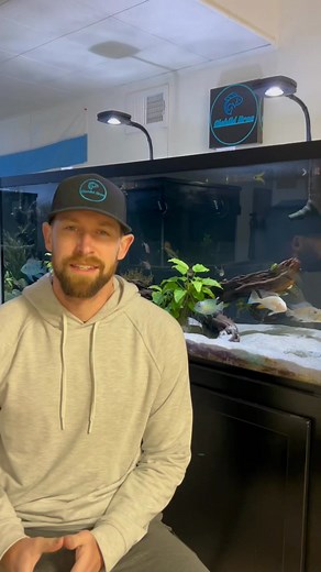 The Best Tank Mates for Freshwater Angelfish #water #plants #fish #hobby #aquarium | Holistic Health Heroes