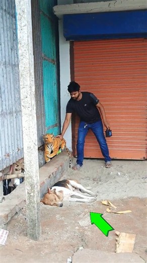 1.4M views · 8.9K reactions | Funny videos with dogs #shortvideo #reels #viral #funny #viralvideo #shorts #foryou #viralchallenge #training | Foriudl Vai | Facebook