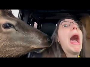 CRAZIEST Zoo Animal Compilation🤣 Funniest Animal Video😅