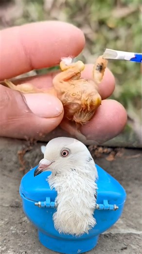 botfly maggot remove birds baby
