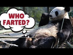 Panda fart, panda farts, panda farting, panda virus farts, panda virus farting, panda mega fart