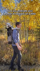 133K views · 4.2K reactions | Lazy human? Try some candy on a stick as motivation! 浪 What’s your favorite candy? Our human loves Reese’s! | 2Husketeers | Facebook