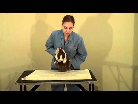 How to Tell if Your Rabbit is a Boy or a Girl