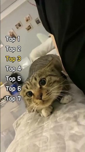 When Cat Physics Breaks Again 😹