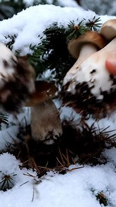 #boletus #porcini | Гриби Карпат - Артур