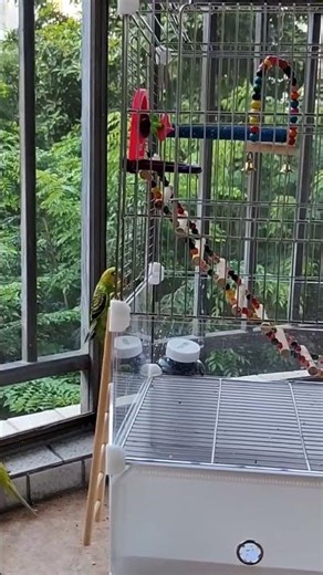 Parrot Toys Climbing Ladder Ladder Crawling Ladder