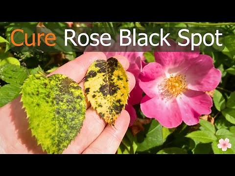 How to Identify and Treat Rose Black Spot Fungus, Diplocarpon rosae