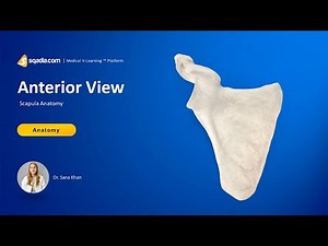 Scapula Anatomy | Anterior View | Upper Limb Bones | V-Learning™