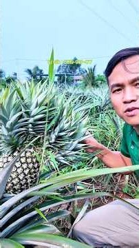TRỒNG DỨA & CHÀ LÀ ĂN TRÁI GIA ĐÌNH | 0919.961.477 #chà_là_cấy_mô #caychala #chà_là
