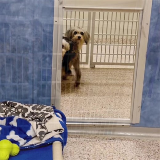 Join us for a Walk Around Wednesday- After Dark. The dogs are just hanging out, waiting for their perfect homes. Until then, they enjoy a visit from anyone who has the time. Help us say hello to our “family!” Please check our website for new best friend availability. #rescuedogs #dogrescue #NMDR | National Mill Dog Rescue