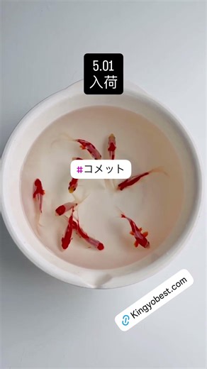 【#入荷情報#コメット】2026/05/01#京阪錦鯉センター金魚