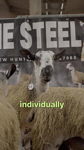 There are plenty of myths around attending live ring auctions, but the truth is, nothing beats the experience of being there in person. Here’s why: ✅ Inspect the stock in person: See the animals up close, assess their health, and get a real feel for their condition. ✅ Auctioneer expertise: Experienced auctioneers provide transparency and guidance to ensure you're making the best decision. ✅ Better control and confidence: Being in the live ring gives you the chance to make decisions on the spot, 